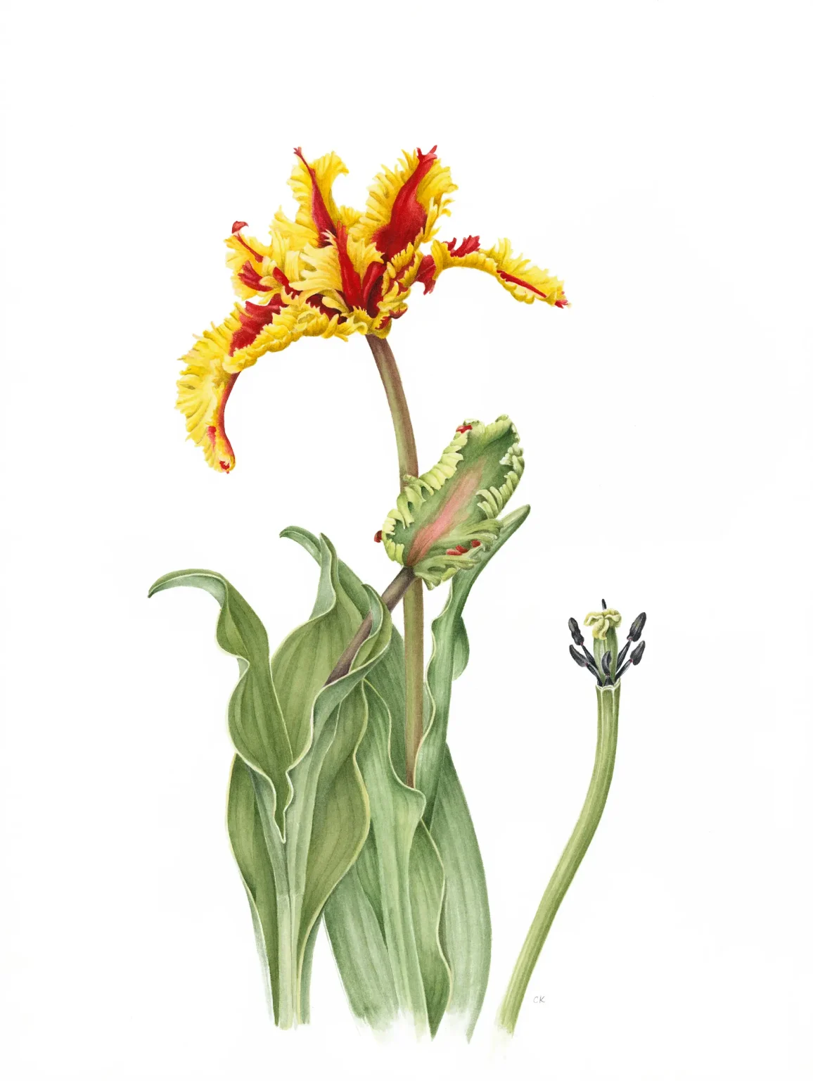 Tulipa Flaming parrot