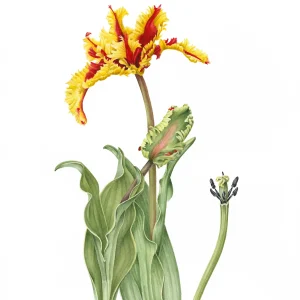 water colour painting of Flaming parrot tulip