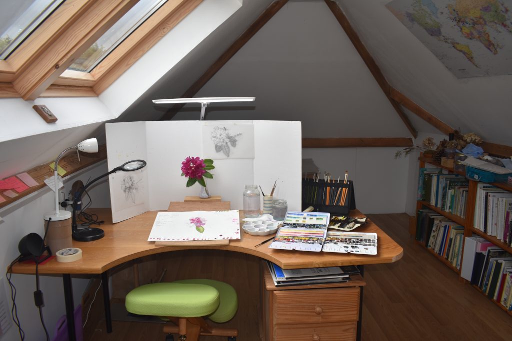 studio shot of desk with Rhododendron and botanical artwork