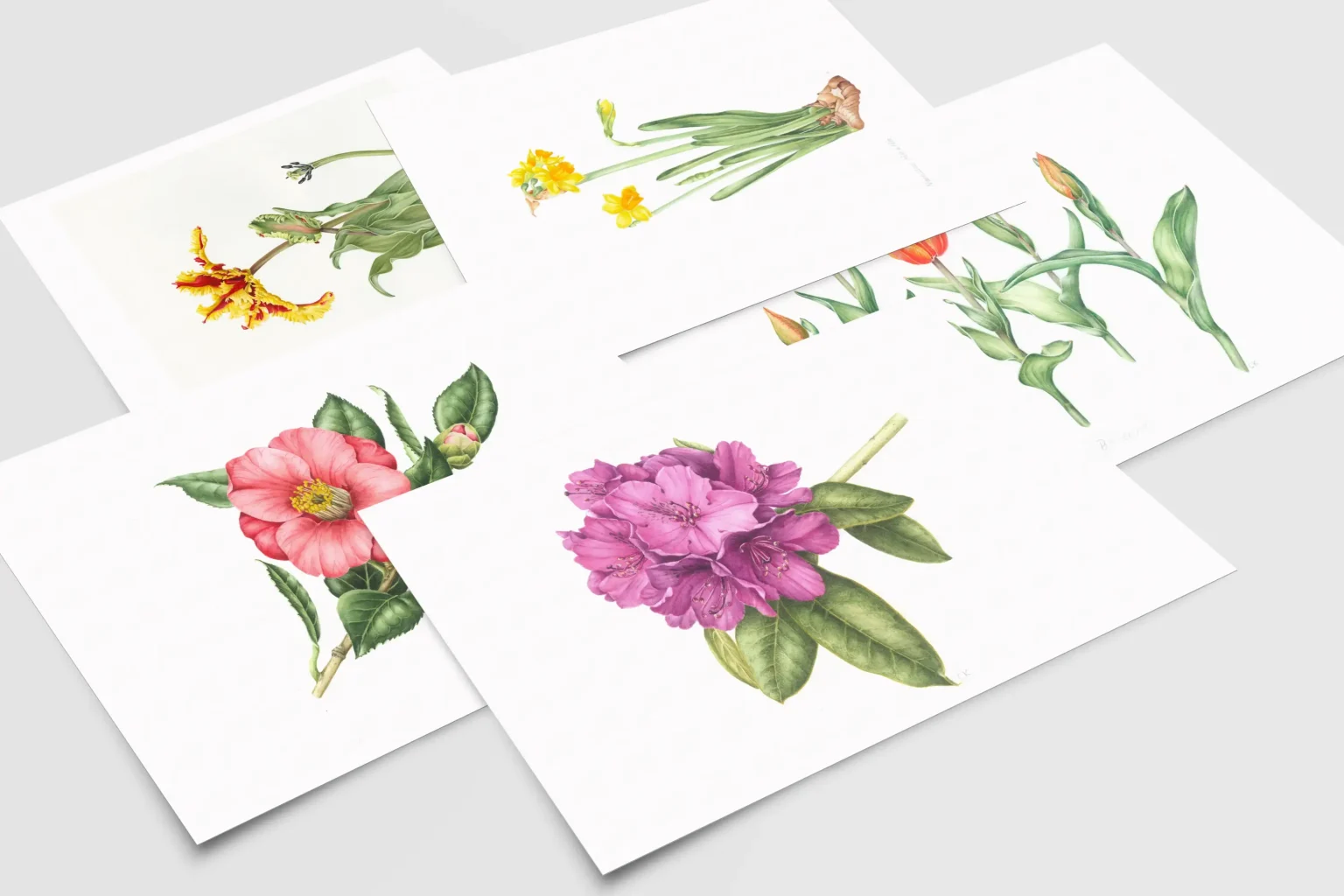 Set of 5 Cards - Spring Collection