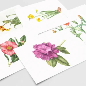 Set of 5 Cards - Spring Collection