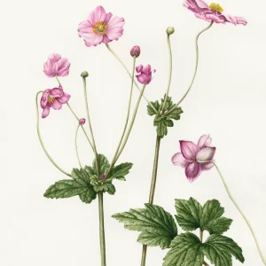 watercolour painting " Anemone x hybrida Queen Charlotte"