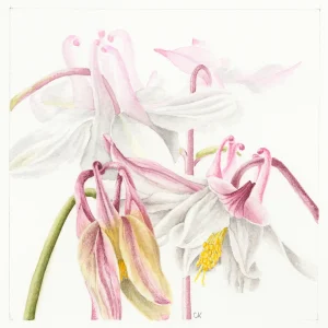 watercolour painting of Aquilegia