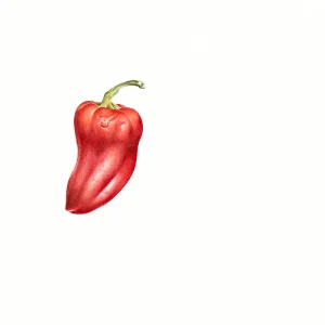 watercolour painting of red chilli pepper