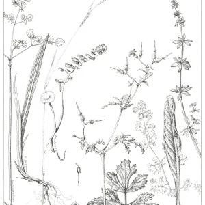 stream side plant pen and ink