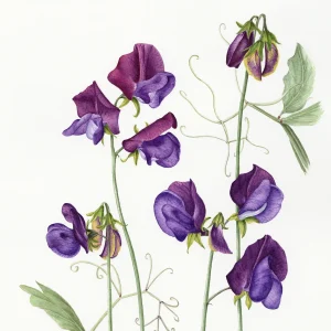 watercolour painting " Lathyrus odorata