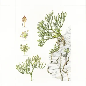 watercolour painting Crithmum maritimum